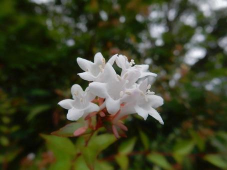 【花の写真】ハナゾノツクバネウツギ 【花の写真】ハナゾノツクバネウツギ ハナゾノツクバネウツギ,アベリア,花園衝羽根空木の写真素材