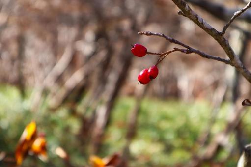  サンザシの実 サンザシ,木の実,赤の写真素材
