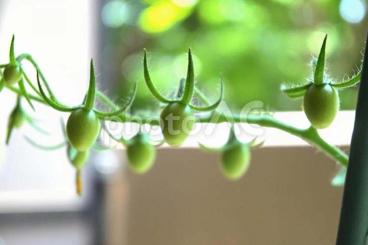 家庭菜園のミニトマト 自然,植物,デザインの写真素材