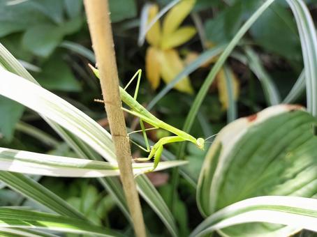 カマキリの子供 カマキリの子供 カマキリ,昆虫,植物の写真素材