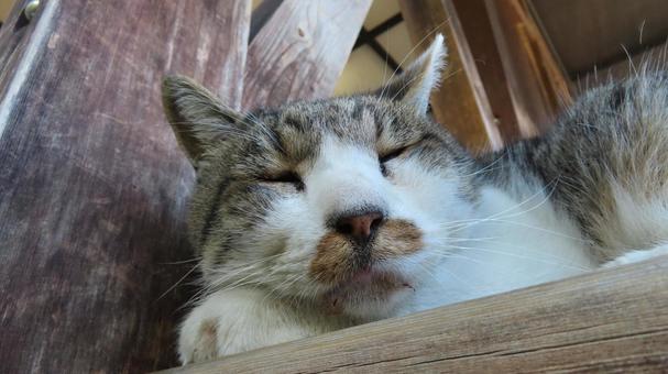 ベンチでのお昼寝が日課のあざと過ぎる猫様 猫,キジシロ,眠り猫の写真素材