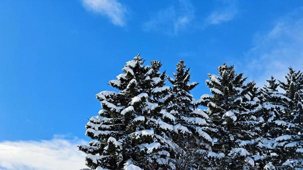 雪が積もった松の木 雪が積もった松の木の写真