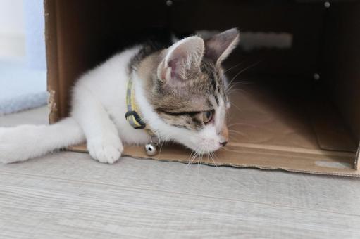 子猫K 子猫,ねこ,ネコの写真素材