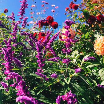 花 花の写真