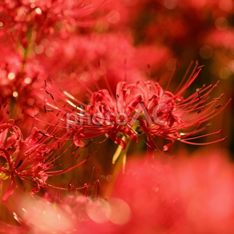 彼岸花 彼岸花,ヒガンバナ,曼珠沙華の写真素材