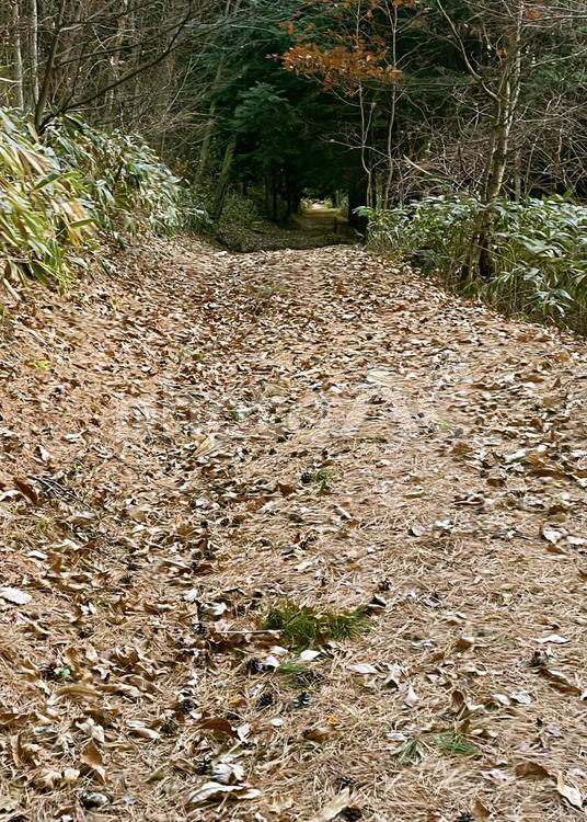 松葉が積もる晩秋の小径 晩秋,山道,小径の写真素材