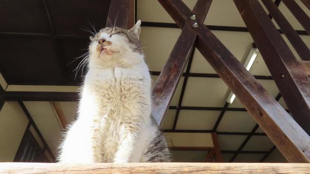 美しいお座り姿を見せるもふもふな眠り猫 猫,キジシロ,眠り猫の写真素材