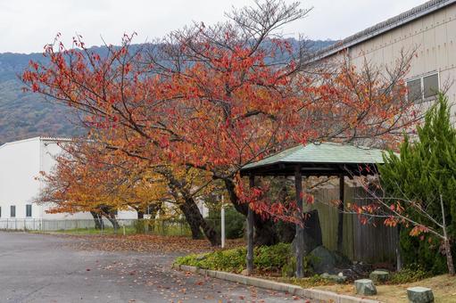 秋の紅葉 秋の紅葉の写真