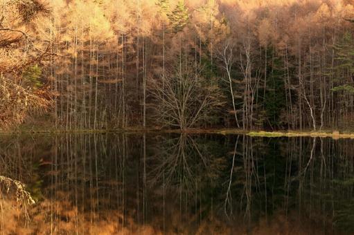 晩秋の御射鹿池 御射鹿池,晩秋,夕日の写真素材