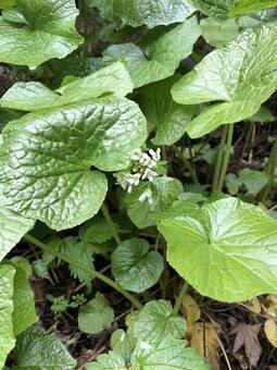 Wasabi flower Wasabi flower