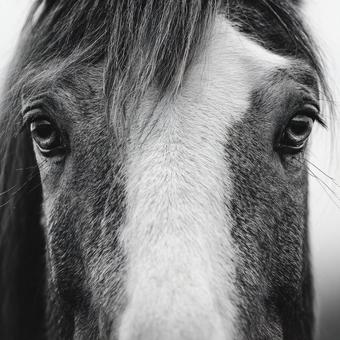 馬のクローズアップ（目元の美しさ）の写真