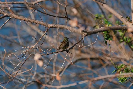 木の枝に止まって向こうを見つめるアオジ アオジ,冬鳥,野鳥の写真素材