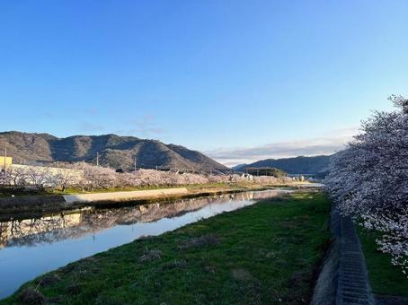 川沿いのさくらを眺める 風景,自然,空の写真素材