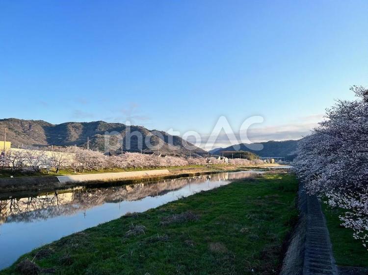 川沿いのさくらを眺める 風景,自然,空の写真素材