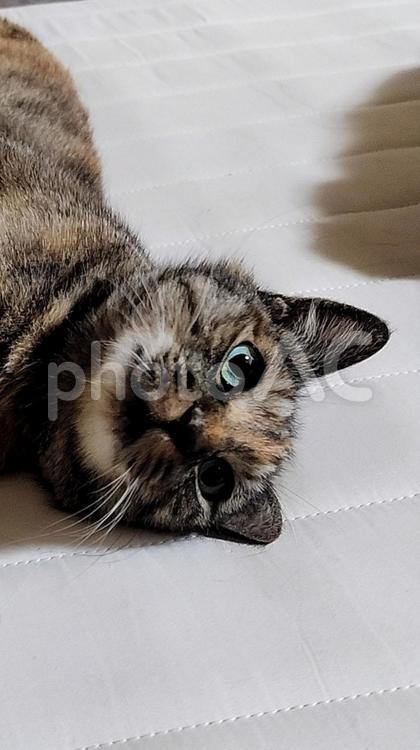 パパと遊んでるのにゃ！編 ねこ,ネコ,猫の写真素材