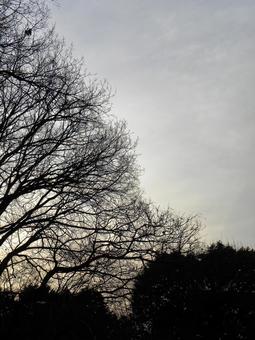 冬の空 冬の空の写真