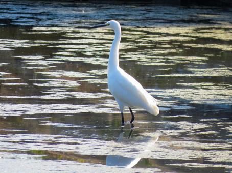 川の中に佇むコサギ コサギ,野鳥,動物の写真素材