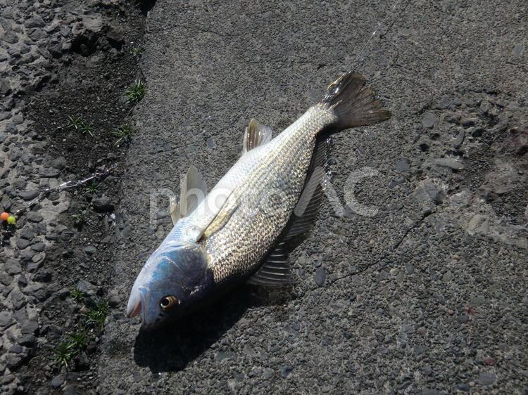 投げサビキで釣れたイシモチ イシモチ,白身魚,魚の写真素材