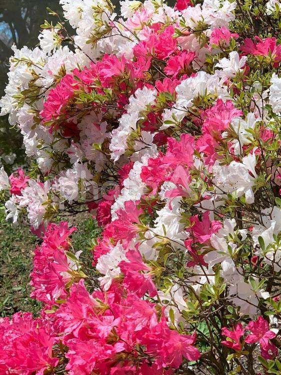 ピンクと白のツツジ ツツジ,つつじ,躑躅の写真素材