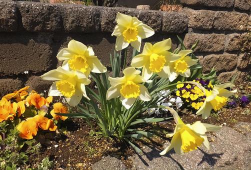 スイセン [Narcissus]-004の写真