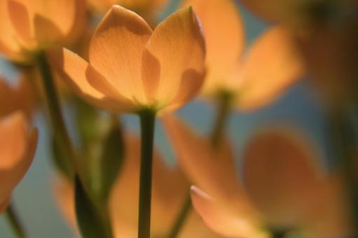 オレンジの花びらの接写の写真