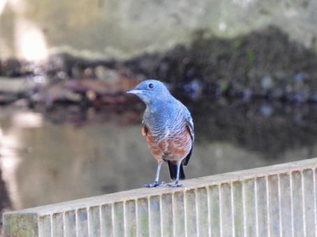 排水口に現れたイソヒヨドリ(雄) 排水口に現れたイソヒヨドリ(雄)の写真
