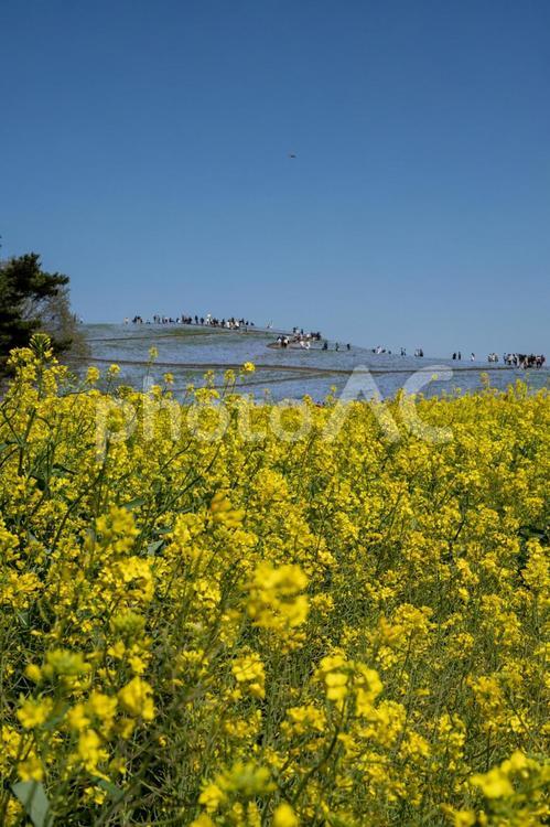 国営ひたち海浜公園の風景 国営ひたち海浜公園,茨城,2021年の写真素材