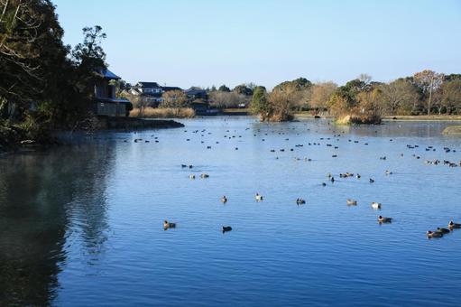熊本県嘉島町 浮島池 熊本県嘉島町 浮島池の写真