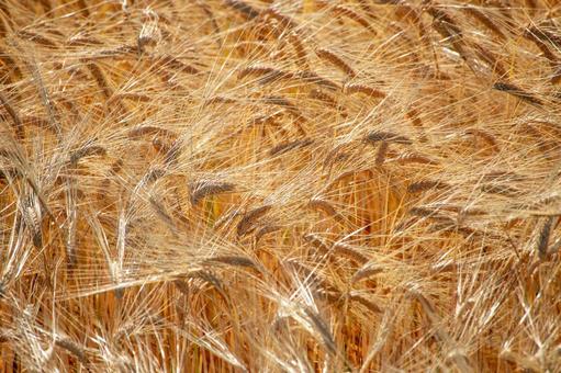 夏の陽射しを受けながら風に揺れる麦の穂 夏の陽射しを受けながら風に揺れる麦の穂 麦秋,麦畑,香りの写真素材
