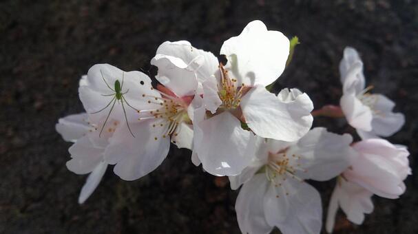春の花・桜 桜,花,春の写真素材