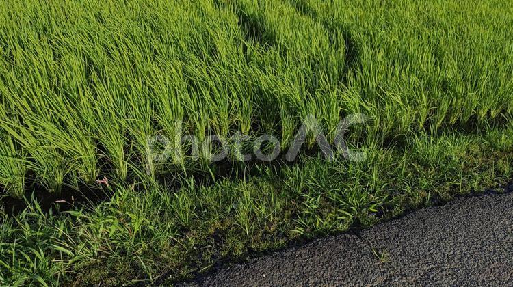 田んぼと畝 穀物,風景,景色の写真素材