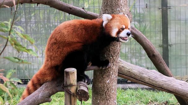 夏休みの動物園 レッサーパンダも暑い 夏休みの動物園 レッサーパンダも暑い レッサーパンダ,小熊貓,動物園の写真素材