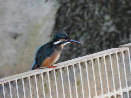 排水口にいるカワセミ 排水口にいるカワセミ カワセミ,鳥,鳥類の写真素材