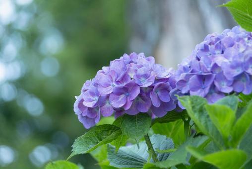Hydrangea, JPG