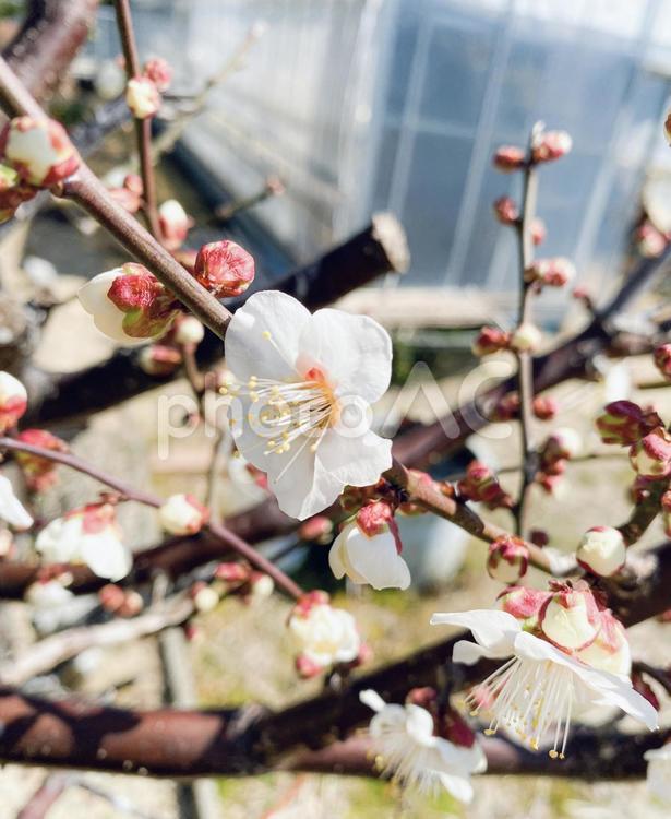 咲き始めの梅の花③ 梅の花,３月,春の写真素材