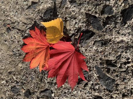 紅葉 紅葉の写真