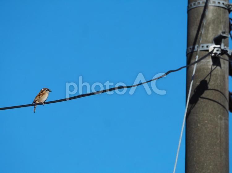 電線にとまるスズメ① 雀,すずめ,スズメの写真素材