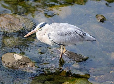 アオサギの写真