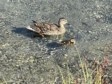 湖を泳ぐかもの親子の微笑ましい姿 湖を泳ぐかもの親子の微笑ましい姿 湖,かも,鴨の写真素材