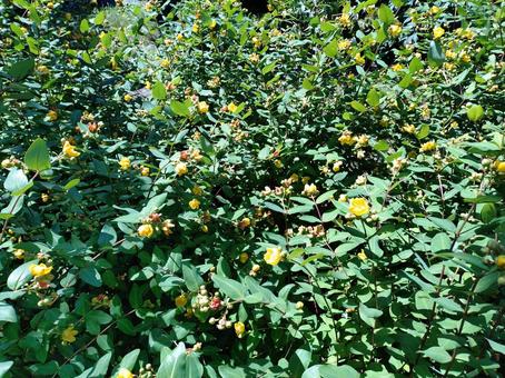 Yellow flowers on the walkway, JPG
