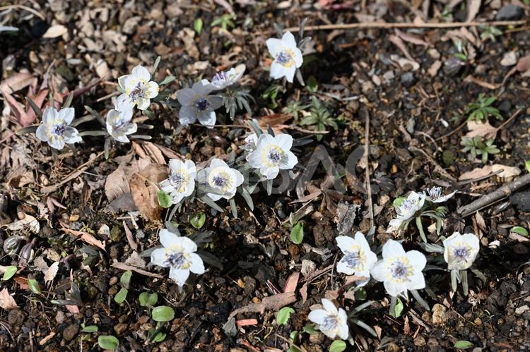 安中市松井田町にある雲門寺で撮った節分草 草,早春,フラワーの写真素材
