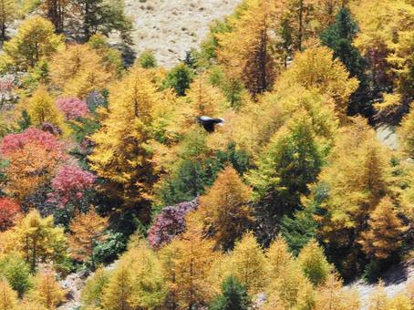 紅葉(黒斑山・浅間山) 紅葉(黒斑山・浅間山)の写真