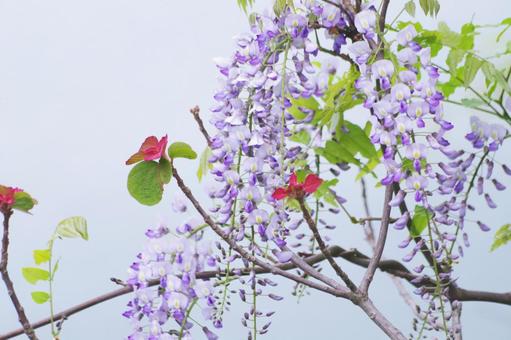 Wisteria flower, JPG Wisteria flower, JPG