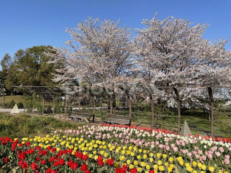 桜とチューリップの咲く公園 桜,チューリップ,花の写真素材