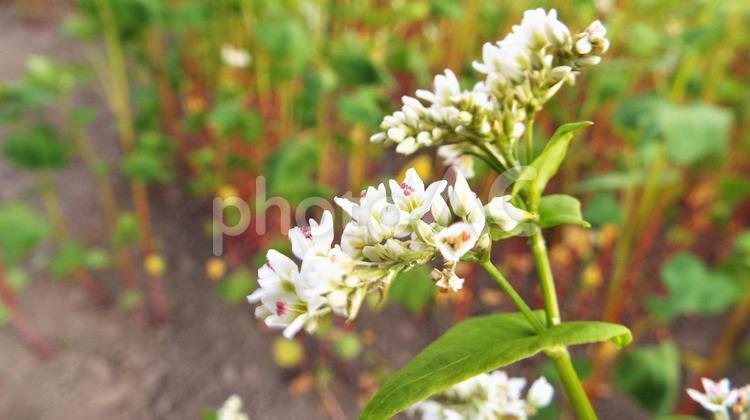 蕎麦畑・そばの花のアップ そば畑,そば,ソバの写真素材