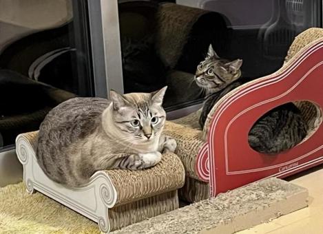 おやすみ猫 おやすみ猫の写真