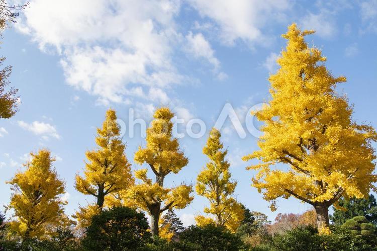 秋の気配・青空に映える黄色のイチョウ 紅葉,イチョウ,紅葉狩りの写真素材