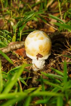 森の木陰で見つけたキノコ 森の木陰で見つけたキノコ キノコ,茸,秋の写真素材