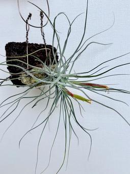 チランジアの花②(シーディアナ) チランジアの花②(シーディアナ)の写真