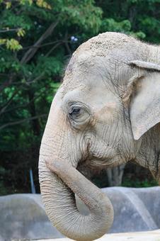 アジアゾウ アジアゾウ,インドゾウ,ゾウの写真素材